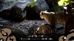 ИНТЕРЕСНЫЙ ЗВЕРЬ: ИРБИС