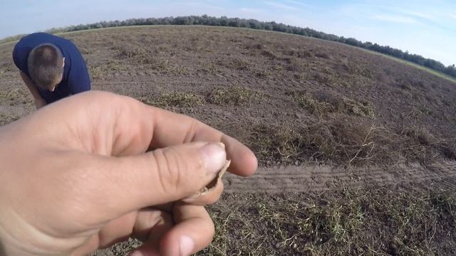 ВЫРАЩИВАНИЕ АРАХИСА В УКРАИНЕ | УБОРКА УРОЖАЯ 2020 смотреть онлайн