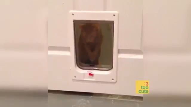 Ох уж эти неуклюжие животные смотреть онлайн