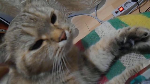 Говорящая лапка! Кошка Ромашка урчит:) смотреть онлайн