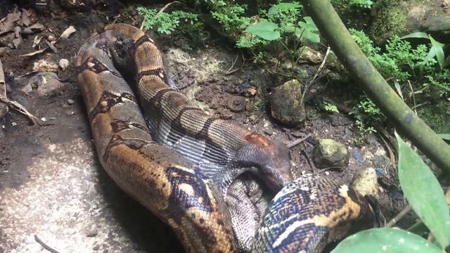 Small Boa eats Huge Iguana at Finca Bellavista - Incredible footage смотреть онлайн