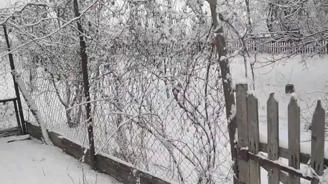 Какая красота ! Вчера растаял снег, а ночью нападал снежок.#снег #красиваяприрода #опятьснежок смотреть онлайн