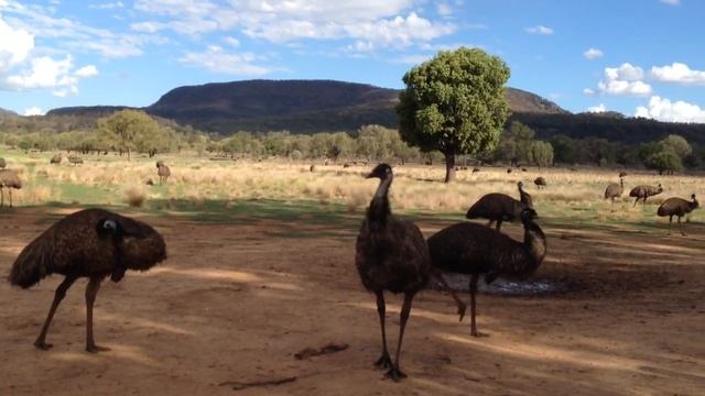Emus of Australia смотреть онлайн
