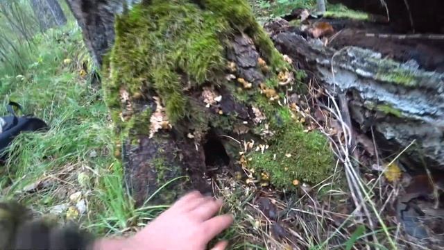 Маслята Опята и Боровики | Сбор грибов на зиму смотреть онлайн