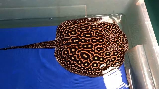 Жемчужный Скат (Perl) смотреть онлайн