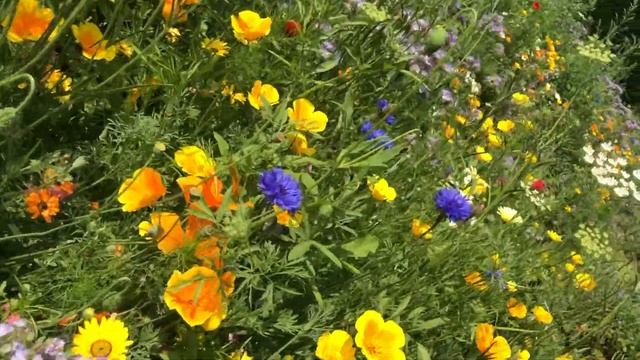 How To Grow Colourful Cornflowers From Seed смотреть онлайн