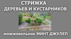 Стрижка можжевельника Минт Джулеп из цикла «Стрижка деревьев и кустарников»
