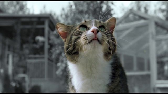 Kitekat смотреть онлайн