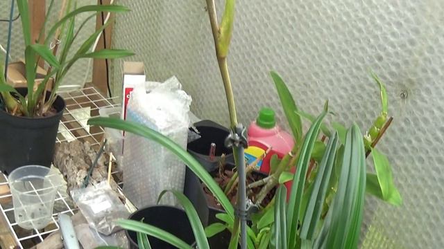 A few blooms, the start of the drip system and Phalaenopsis blooms смотреть онлайн