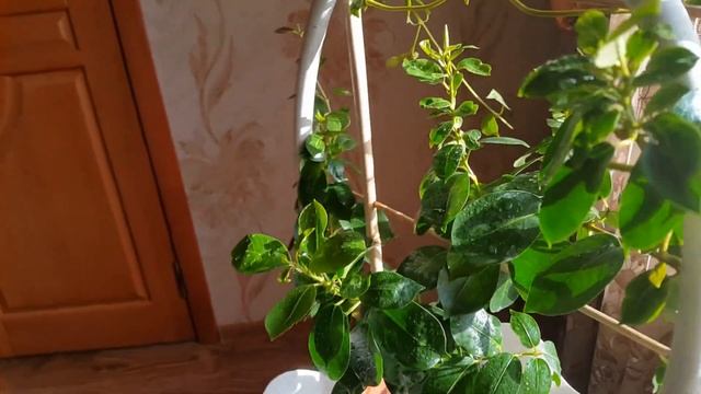 Дипладения - хотите такой рост и цветение, тогда делайте так... / Diplomas