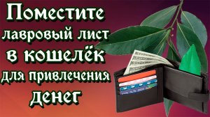 Поместите лавровый лист в кошелёк для привлечения денег