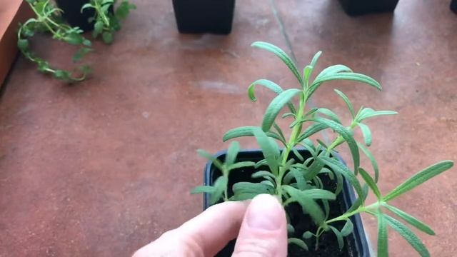 Как вырастить рассаду РОЗМАРИНА в домашних условиях? смотреть онлайн