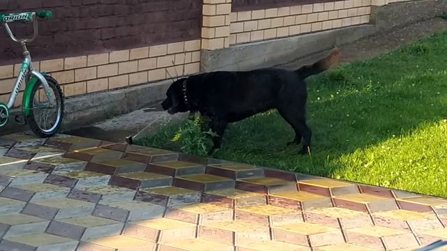 Агрессивный лабрадор 😆 смотреть онлайн