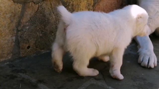 Свободные щенки. Ещё о характере САО смотреть онлайн