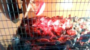 Совместное содержание цыплят индюшат перепелята цесарки