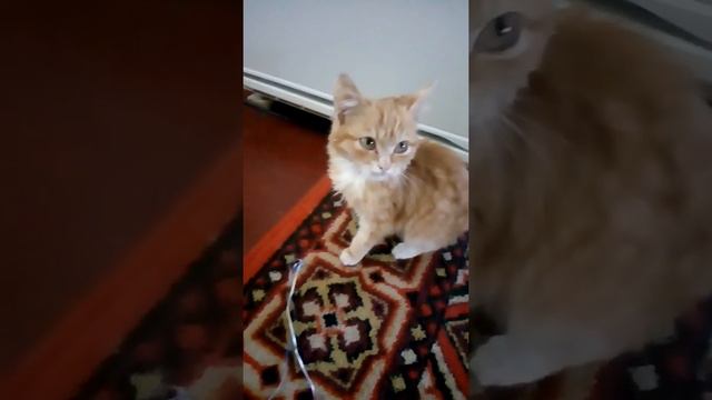 Мои животные дома смотреть онлайн