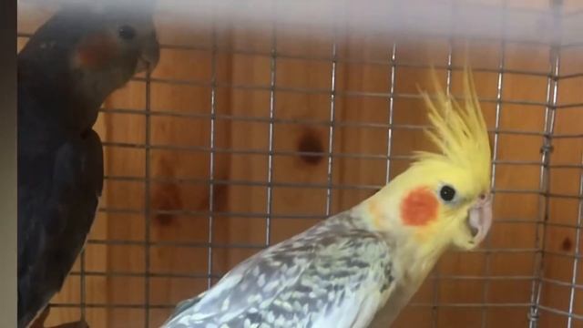 ПОПУГАЙ КОРЕЛЛА/ СОДЕРЖАНИЕ И УХОД смотреть онлайн