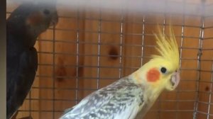 ПОПУГАЙ КОРЕЛЛА/ СОДЕРЖАНИЕ И УХОД