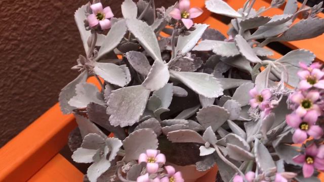Kalanchoe Pumila | My Succulent Collection #Succulentlover смотреть онлайн