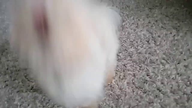 как научить собаку команде сидеть/команда сидеть смотреть онлайн