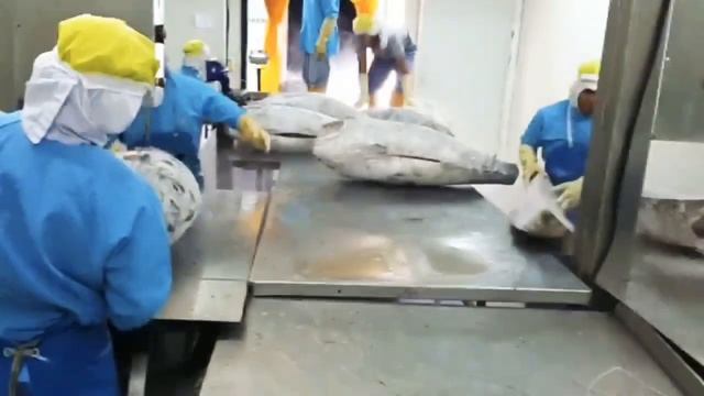 Крупнейший в Мире Улов Рыбы - Голубого Тунца. Тысячи Гигантских Тунцов, Пойманных Рыбацкими Лодками смотреть онлайн