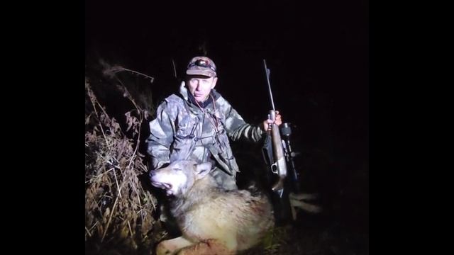 Охота на волка на вабу смотреть онлайн