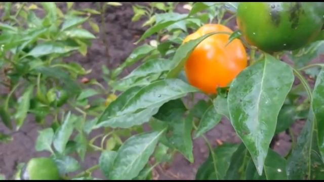 Болгарский перец творит чудеса! Что важно знать о перце? смотреть онлайн