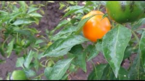 Болгарский перец творит чудеса! Что важно знать о перце?