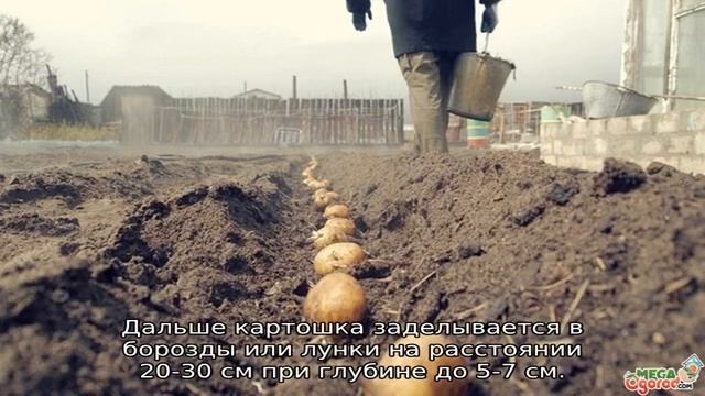 Картофель Молли смотреть онлайн