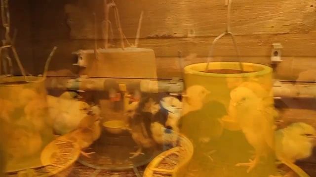 Предварительные итоги скрещивания петуха породы Брессгальская и кур породы черный Австралорп. смотреть онлайн