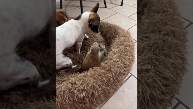 Щенок Играет Со Степными собачками