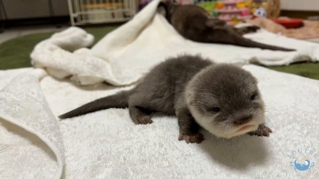 Crawling Baby Otter смотреть онлайн