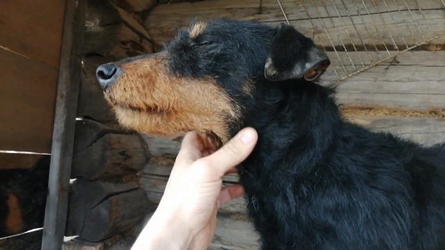 Отличное лекарство от КЛЕЩЕЙ | Немецкий ягдтерьер,как бороться с клещами. смотреть онлайн