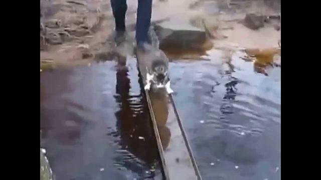 умный кот смотреть онлайн