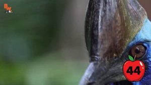 КАЗУАР против ЧЕЛОВЕКА / Койот Питерсон на русском