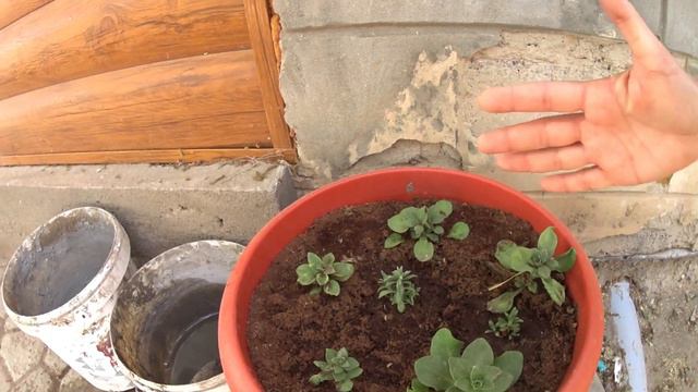 Устанавливаем стойки//Гуляем по огороду//Привезли песок//ДЕРЕВЕНСКИЕ БУДНИ