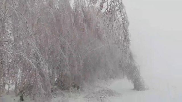 Ледяной покров на деревьях ломает ветки деревьев и даже деревья. #погода #природа смотреть онлайн