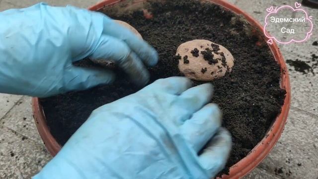 ЦИКЛАМЕН садовый. Вырастить легко. Разбираем поэтапно. смотреть онлайн