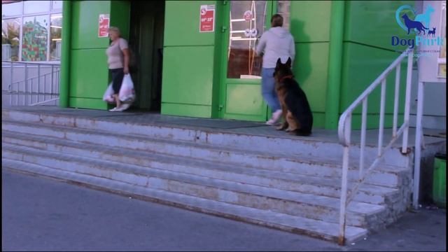 Собака телохранитель. Дрессировка немецкой овчарки смотреть онлайн