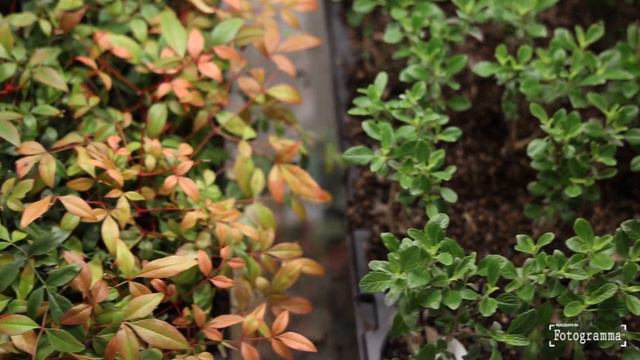 Fiera Milano - MyPlant&Garden, Stand espositivo dell'azienda Voltz Horticolture смотреть онлайн