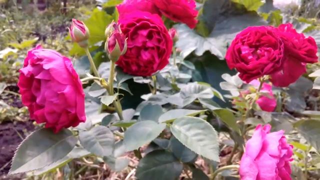Роза Аскот Rose Ascot 29 червня 2020 р. смотреть онлайн
