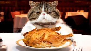 Веселая песенка про кошек - Кошки не похожи на людей.