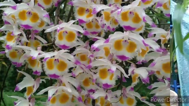 New Dendrobium devonianum & Subscriber's Pics. смотреть онлайн