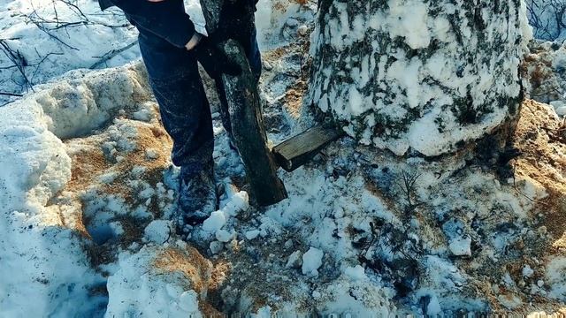 Валка Дуба клином из Дуба Бензопила: Почему она эффективна? смотреть онлайн
