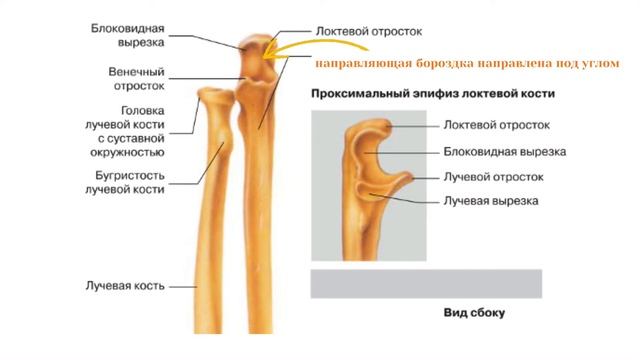 Введение в анатомию (часть 4): классификация и биомеханика суставов смотреть онлайн