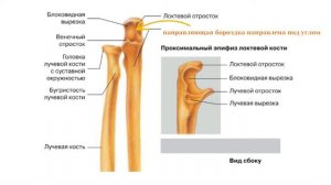 Введение в анатомию (часть 4): классификация и биомеханика суставов