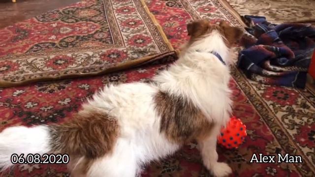 Новая игрушка для собаки мяч - Джек Рассела Терьера . 06.08.2020 смотреть онлайн