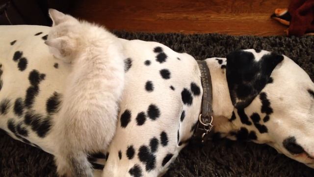 Cute kitten snuggles with caring Dalmatians смотреть онлайн