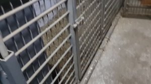 Построили сарай для свиней. Обзор.