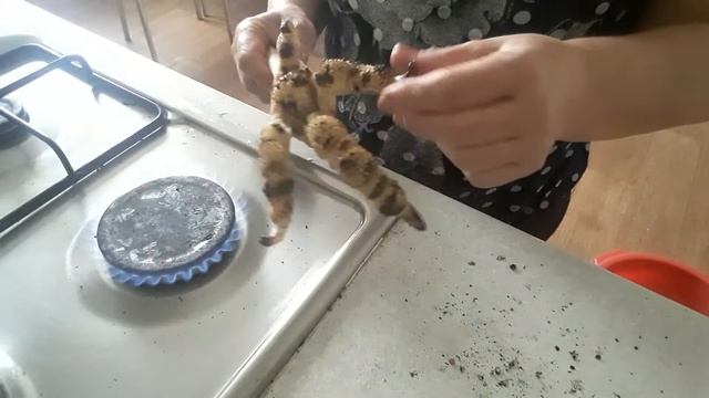 обработка лапок индюков для холодца